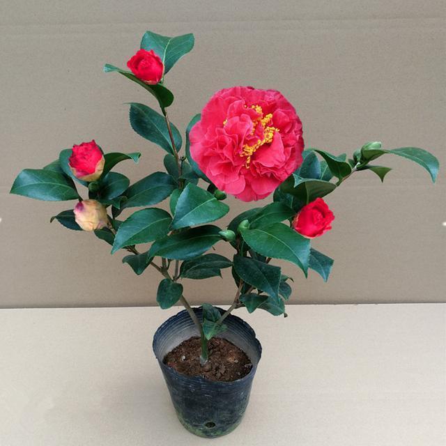 新品耐寒茶花一出，君子兰不香了！可耐零下20度低温