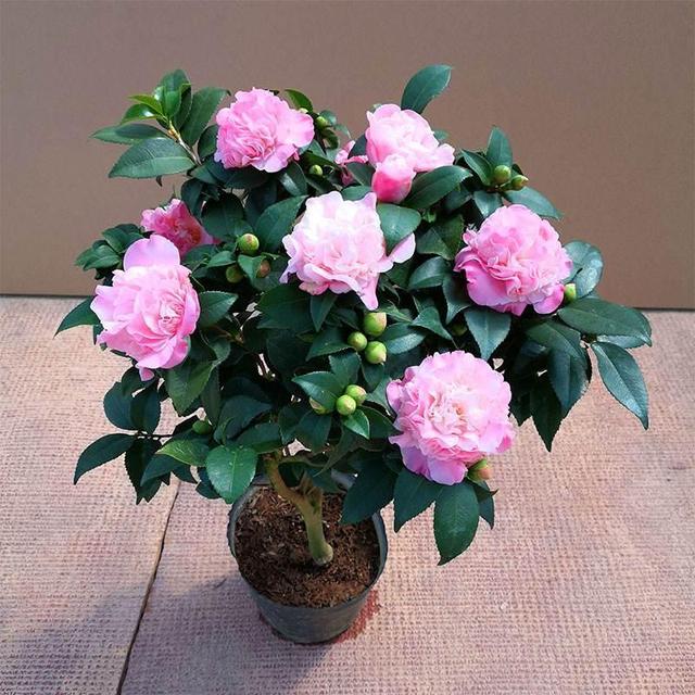 养盆“香妃”茶花，开花繁多、香味浓郁，关键是易养活，适合小白