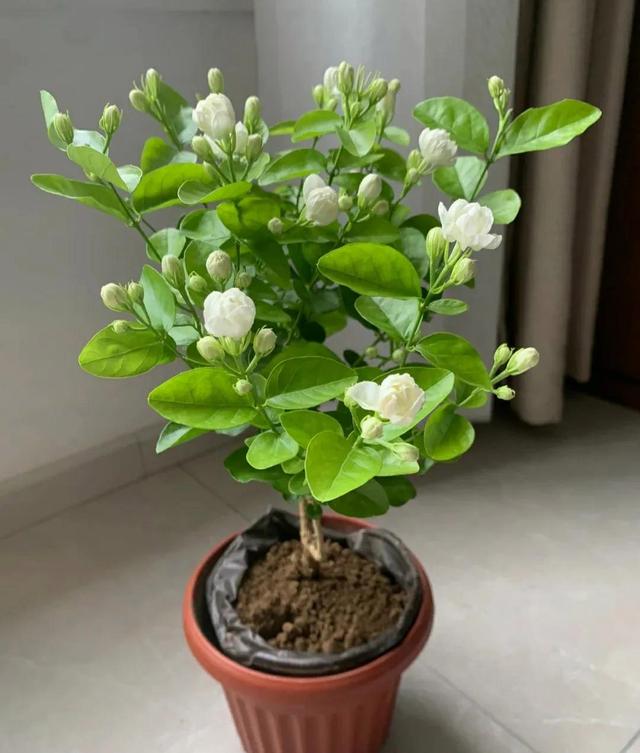 7月初，适合扦插5种花，天气越热生根越快，太省心了