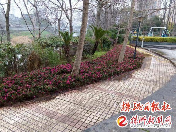芦淞区园林绿化中心：补栽花卉“换新装” 增绿添苗正当时