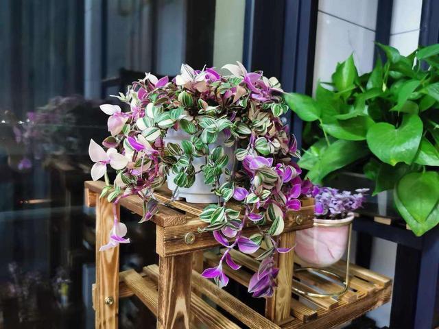 阳台上的5种花，养了3年多，依然是“心之所爱”，给大家晒晒