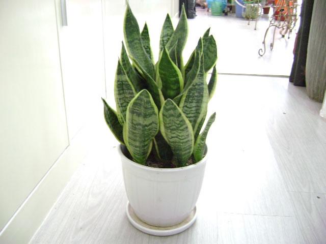 6种花，夏天别乱浇水，浇水不控制，度夏成“麻烦”