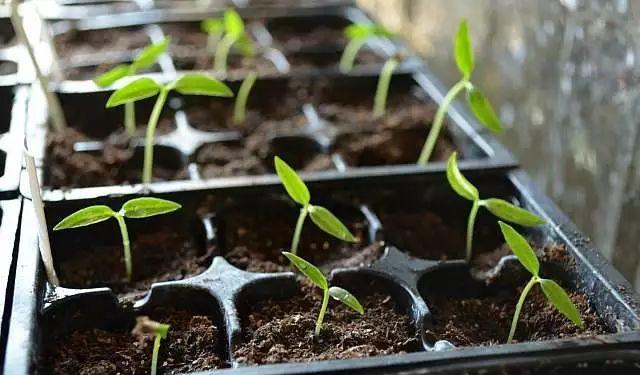 阳台养花老是收空盆？别急，用空盆学种6种菜，蔬菜自由惹人羡