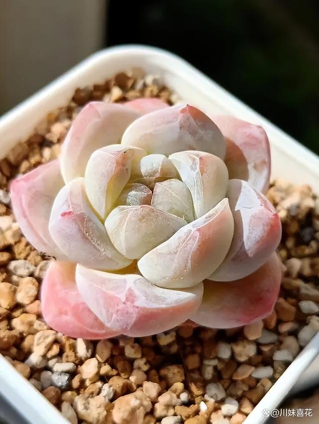 分享一种爱爆盆的多肉，叶片硬朗有格调，还能养出漂亮糖心