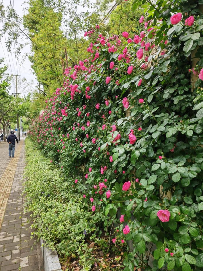 公园城市建设中的立体绿化，你知道哪些
