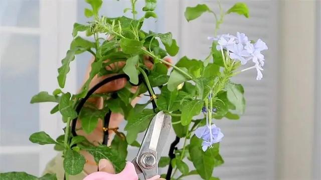 这样养花真省钱，“5种花”剪个枝，插盆里，养出多盆，旺盛漂亮
