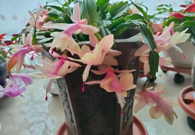 5种花是“酒鬼子”，15天喂一点酒，长势都“刹不住”
