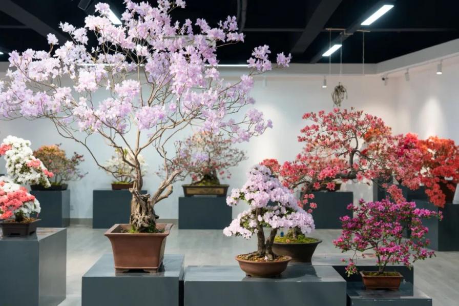 2023上海（国际）花展·滨江杜鹃花展盛装亮相