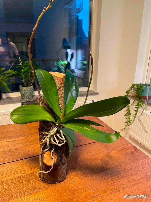 北边阳台适合养什么植物呢？开花植物有哪些选择？