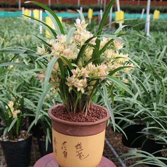 四季兰奇花——富山奇蝶，花姿优雅大气，养护简单，新手也能养
