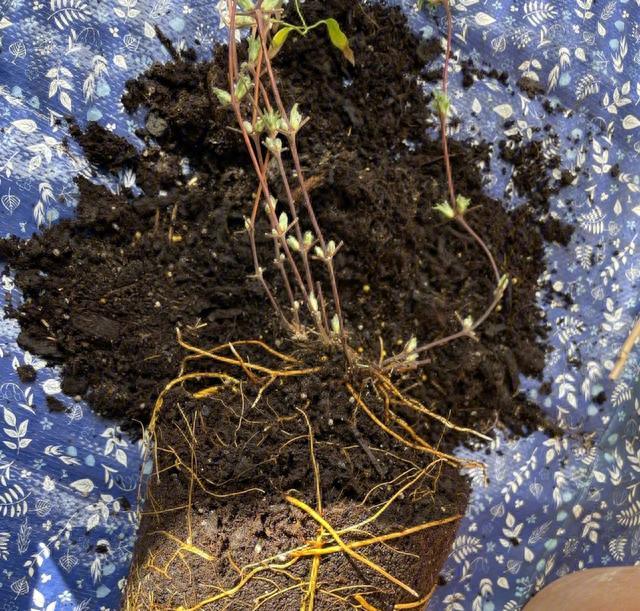 秋天养花，“5种花”抓紧换盆，长得更快更繁茂，开花多10倍