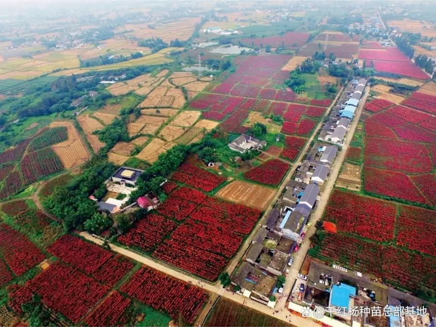 知道吗？景区、农庄、美丽乡村和园林景观绿化升级了