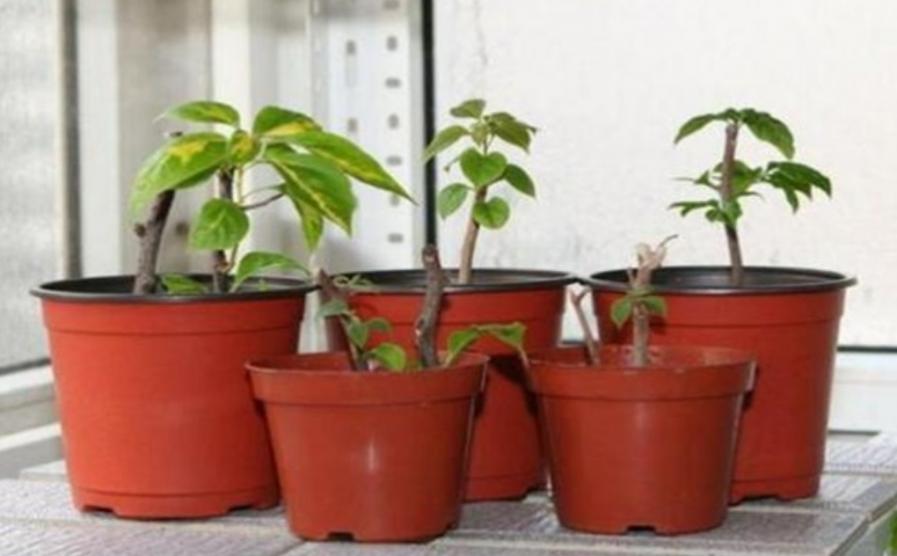 3种漂亮花，10月正适合扦插，容易生根，成活率高