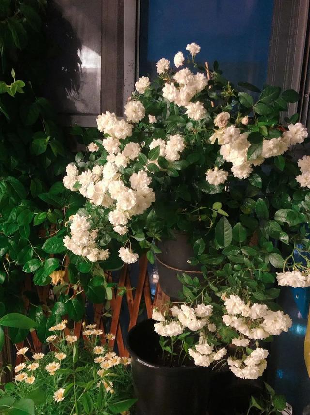 微型月季花的经典品种——绿冰