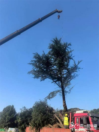 青岛市交通运输局公路材料供应处加快推进重点工程绿化迁移项目