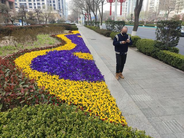 一路繁花一路景 山东路绿化提升