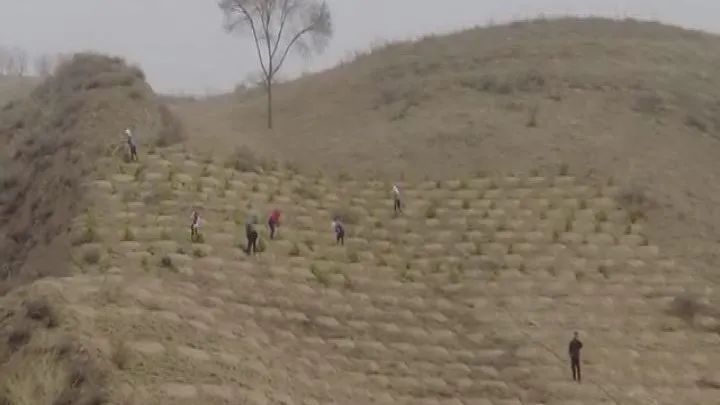 春分时节春意浓 偏头关下植树忙——偏关县全力推进春季国土绿化行动