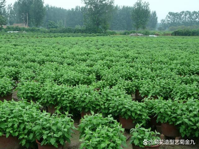 防止菊花叶子脱落变黄的方法