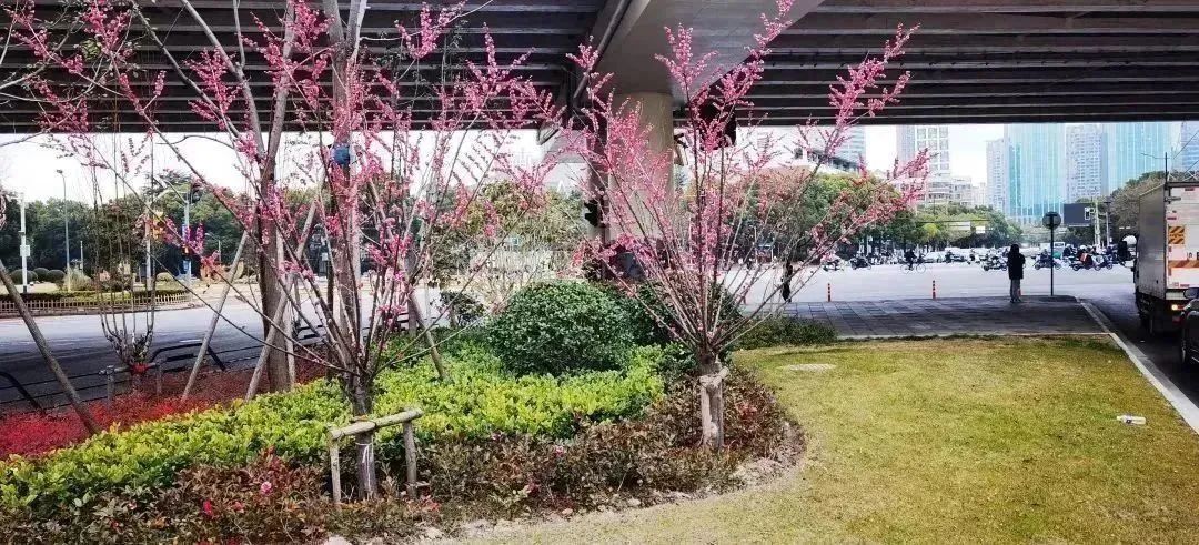 分享丨即将完工！一起坐上长宁这趟“公园列车”吧