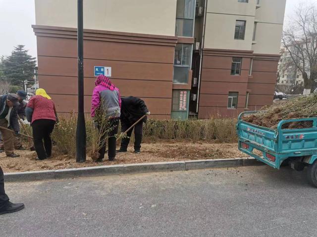 黄海路街道：全域清扫靓底色，绿化补种靓颜值