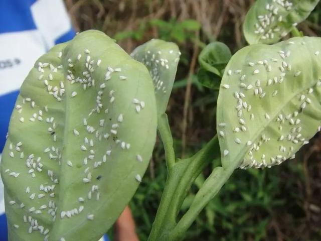 养花不能太贪心，有时候花草越多越养不好