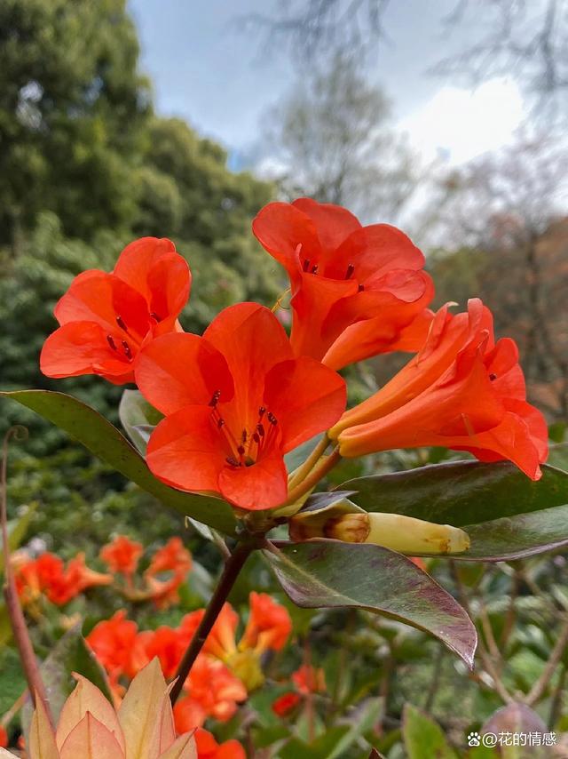 高山杜鹃花“撒克逊辉光”