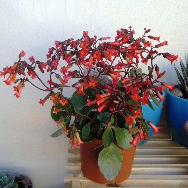 5种花难复花，别再期待了，都是些“一次性花”，介意就不要养