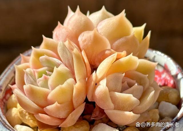 多肉昂斯诺度夏难吗？夏天应该怎么养？只花3分钟就让你了解清楚
