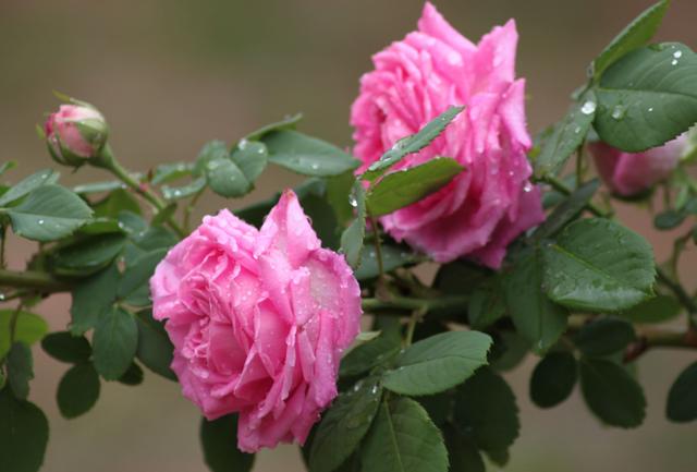 月季花是否有毒？