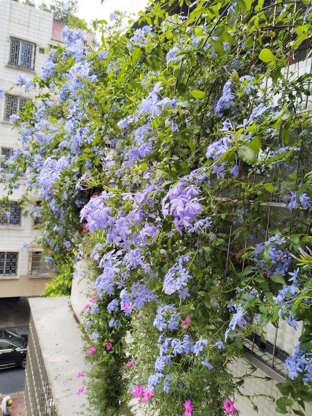 为什么养“蓝雪花”越来越少？这3大槽点，就是大家脱坑的理由
