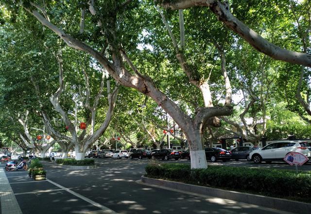 曾红极一时的7种“绿化树”，如今却很少见了，不适合终会被淘汰