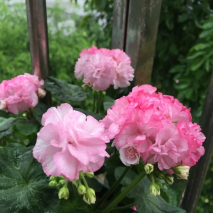 天竺葵新品种“罗莎琳达”，花美如玫瑰，又美又喜庆，耐热好养活