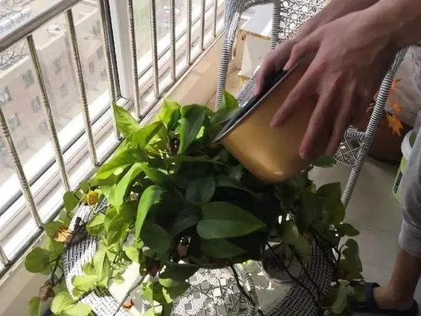 养花种草时，常出现这3种情况，说明真不适合养花，请及时止损