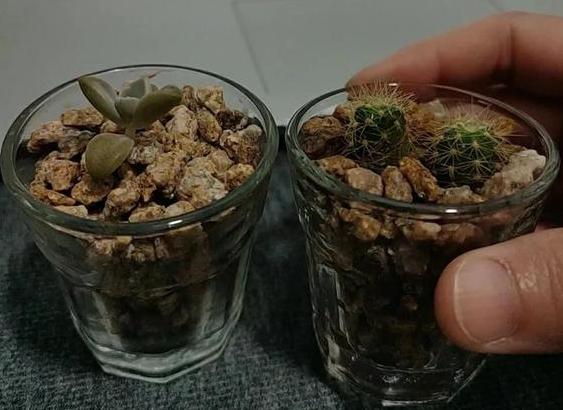 杭州一位老太太，因“用花杯养多肉”而走红，网友：太有创意了