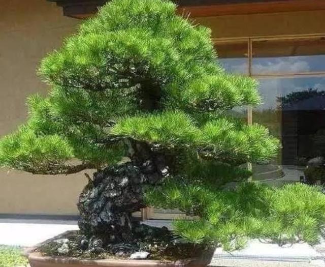 家养罗汉松，世代不受穷，4个小窍门，越养越富贵