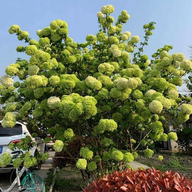 不会养花，也要养棵“它”，花开似海，让人迷恋，一起来看看