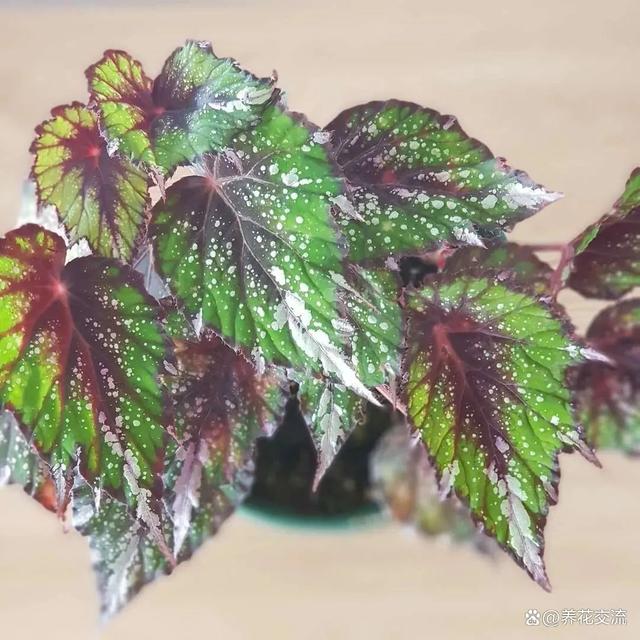 北边阳台适合养什么植物呢？开花植物有哪些选择？