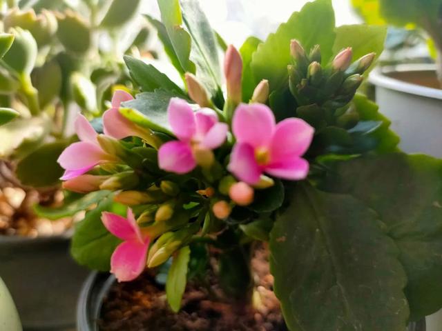 长寿花没有花苞？照着“2步”做，花开一茬又一茬