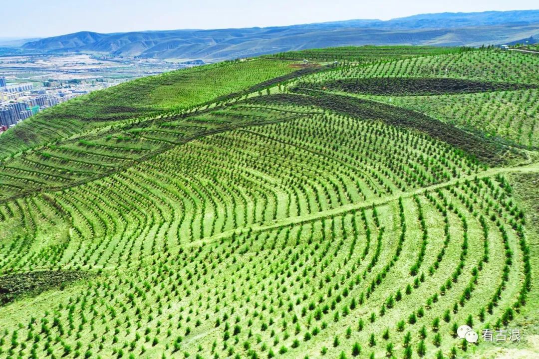 东西两山绿化再现苍松美景