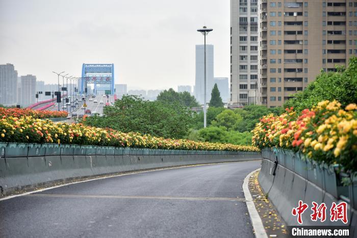 江杭州215万高架月季绽放 民众开启“走花路上班”模式