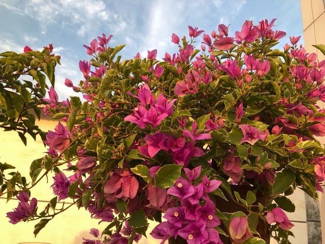 6种花，夏天别乱浇水，浇水不控制，度夏成“麻烦”