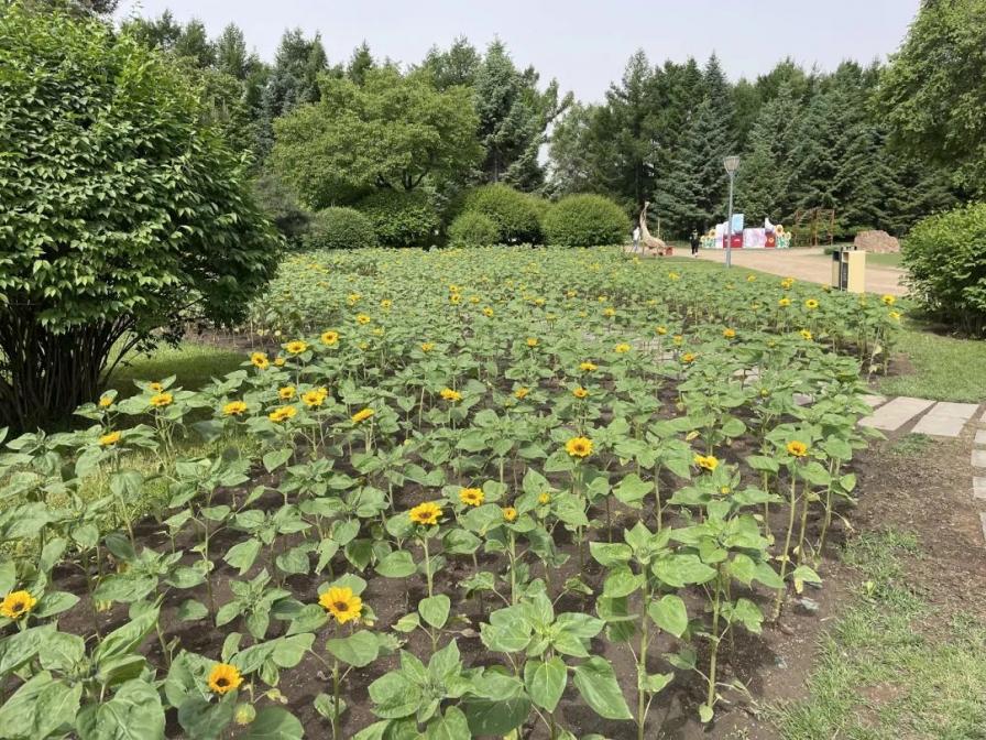 百花园主题花展至6月18日