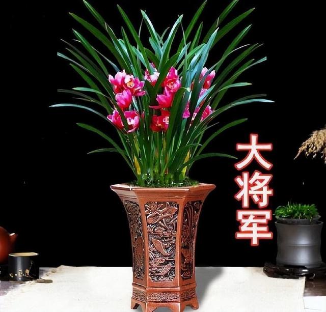 此花气质独特，全年开花不间断，花色顶级，香味扑鼻，新手首选