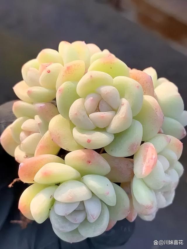 分享一种爱爆盆的多肉，叶片硬朗有格调，还能养出漂亮糖心