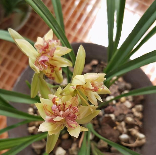 这种兰花形状奇特，香味还十分浓郁，关键一年还能开3次花