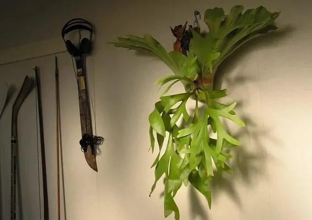 进入7月，这6种花，“再便宜”也别买，不是捡漏是踩坑，难养活