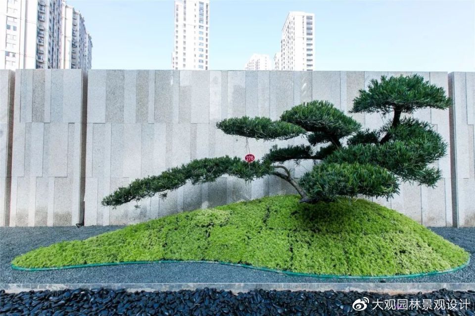 喜欢松树在园林景观设计中的点滴寓意