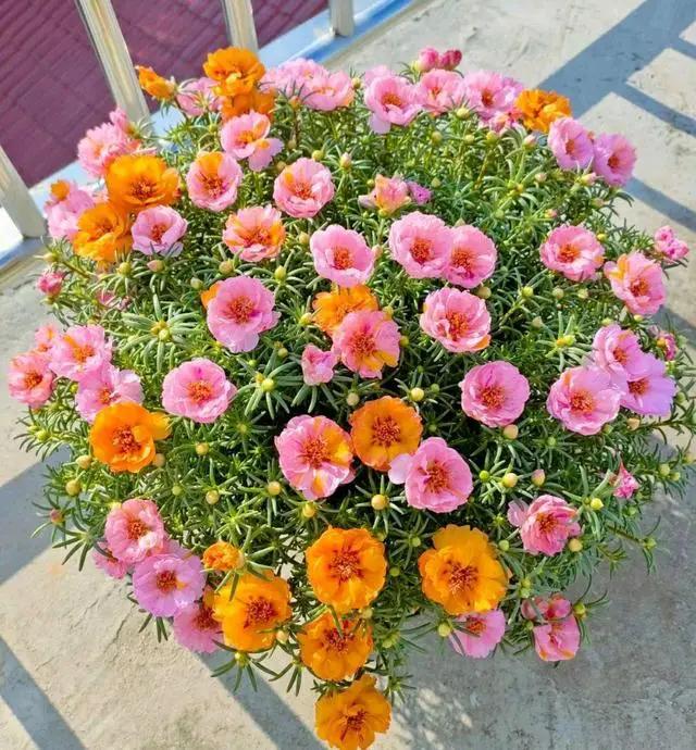 4种花适合阳台养，鲜艳又大气，浇点水就能开爆盆，太漂亮了