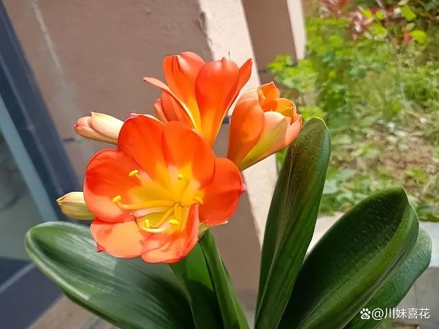 分享6种适合新手种植的漂亮花，精致好看上档次，花开一茬接一茬