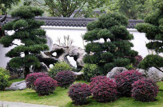 关于庭院造型树你知道哪些？